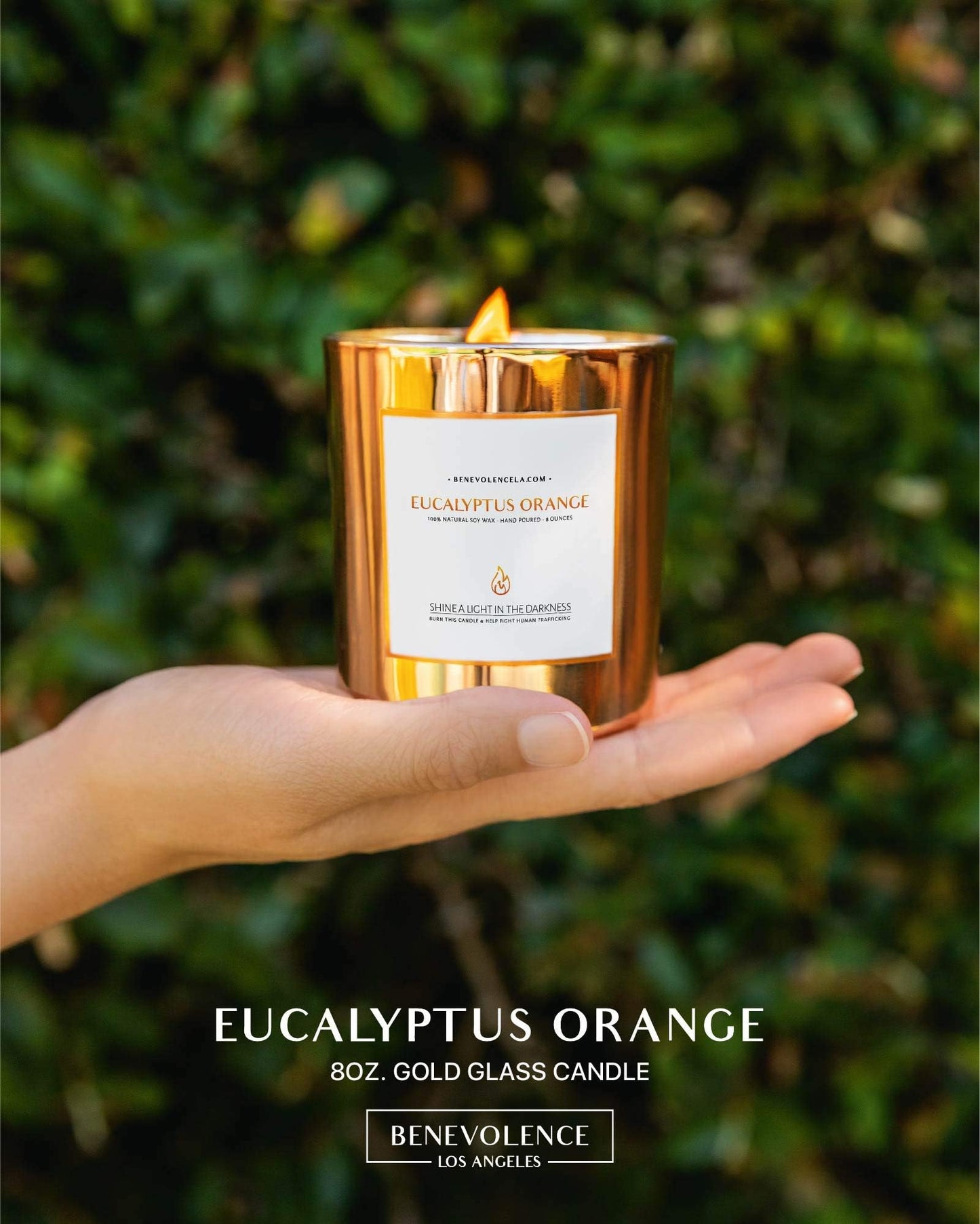 Benevolence LA Eucalyptus Orange Wood Wick Candles | Soy Scented Candles for Home | Gifts for Women and Men | Home Fragrance | Aromatherapy | Shelf Decor, Bathroom Freshener | 8oz, 45 Hour Burn