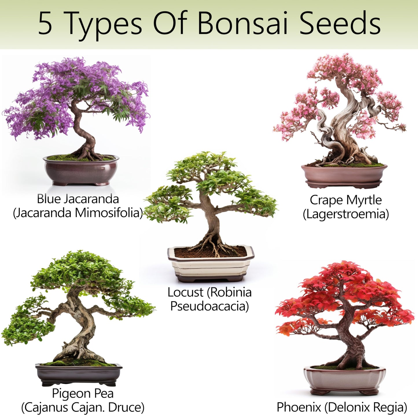 AVERGO Bonsai Tree Kit for Beginners – 5X Unique Japanese Bonzai Trees | Complete Indoor Starter Kit for Growing Bonsai Plants with Tools & Planters – Gardening Gifts for Women & Men